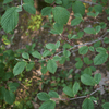 Witchhazel Shrub Plants - Garden for Wildlife
