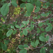 Witchhazel Shrub Plants - Garden for Wildlife