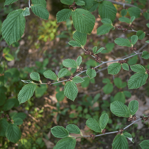 Witchhazel Shrub Plants - Garden for Wildlife