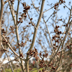 Witchhazel Shrub Plants - Garden for Wildlife