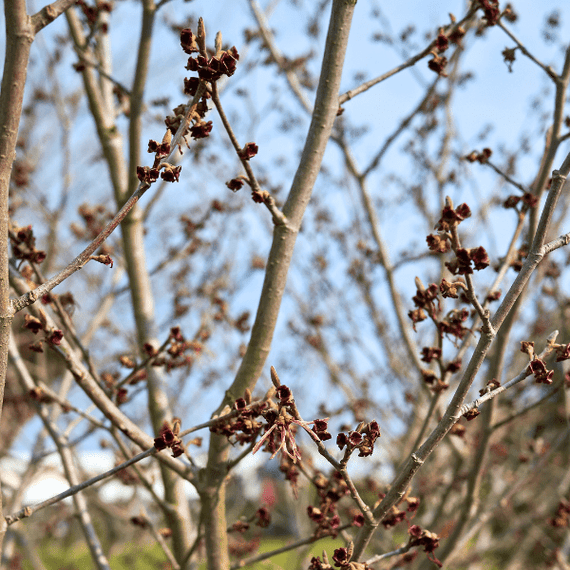 Witchhazel Shrub Plants - Garden for Wildlife
