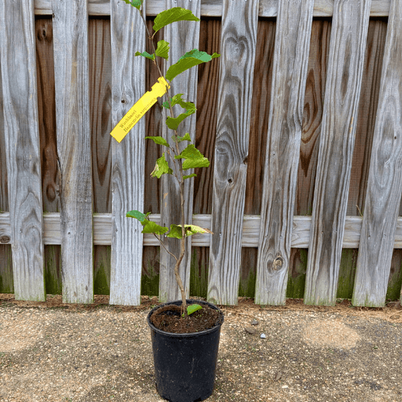 Witchhazel Shrub