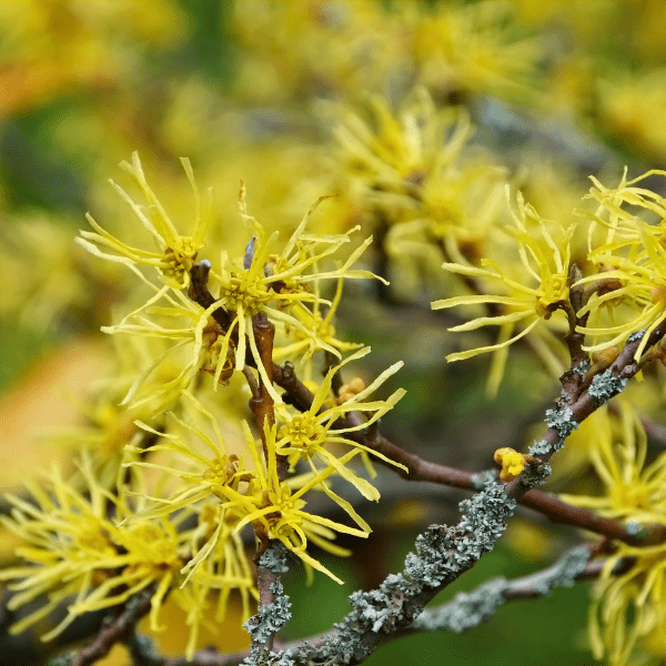 Witchhazel Shrub Plants - Garden for Wildlife