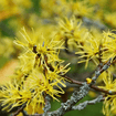 Witchhazel Shrub Plants - Garden for Wildlife