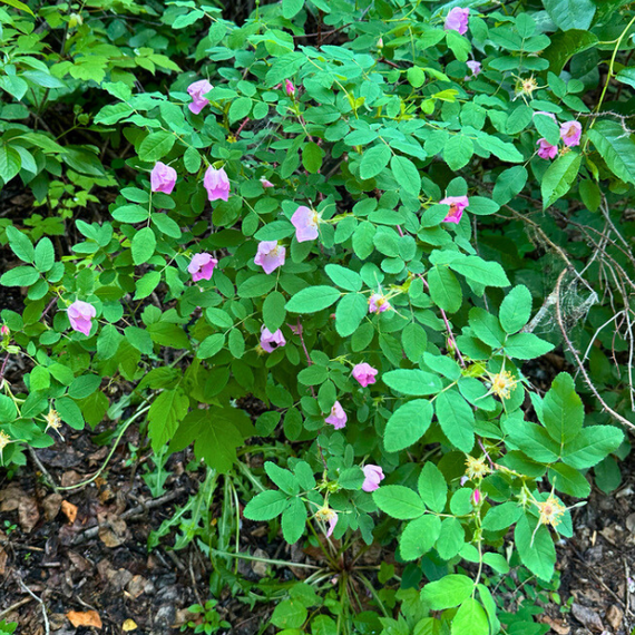 Woods Rose
