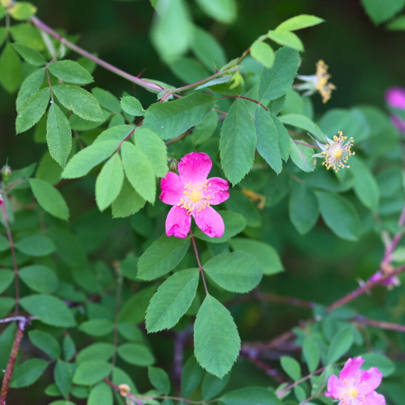 Woods Rose