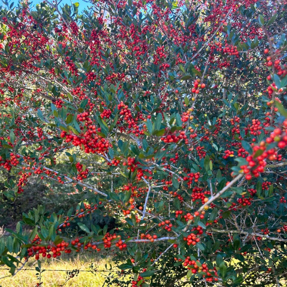Yaupon Holly Shrub