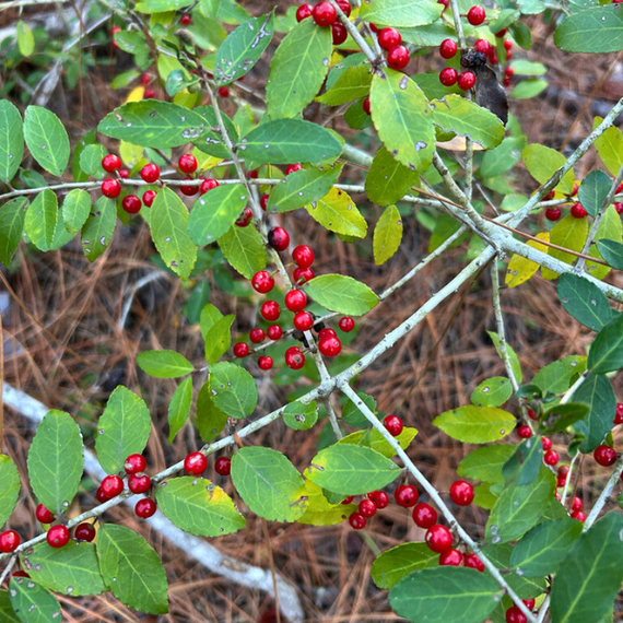 Yaupon Holly Shrub