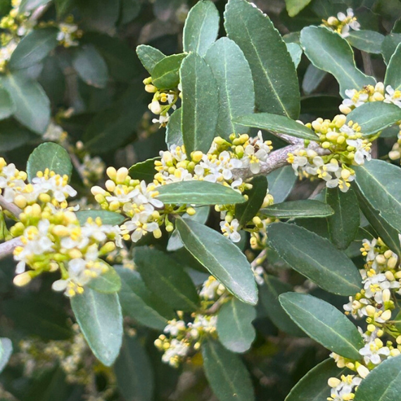 Yaupon Holly Shrub