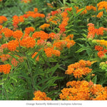 Monarch Munchables 6-Plant Collection