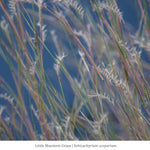 Little Bluestem Grass Plant Sets