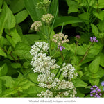 Whorled Milkweed Plant Sets