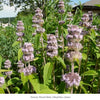Purple Pollinator Pleaser 12-Plant Collection
