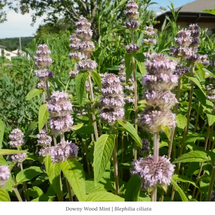 Purple Pollinator Pleaser 12-Plant Collection