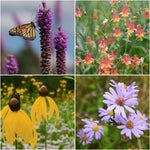 Pollinator Pleaser Plant Collections