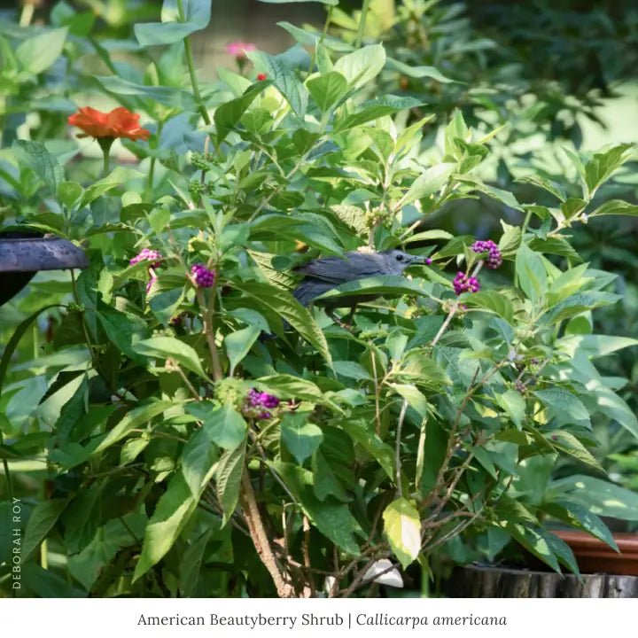 American Beautyberry Shrub Plants - Garden for Wildlife