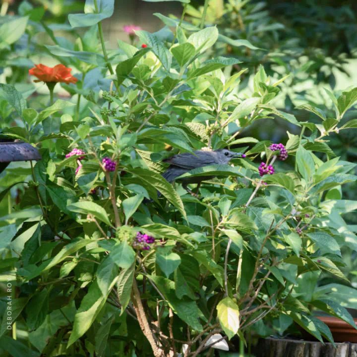 American Beautyberry Shrub Plants - Garden for Wildlife