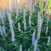 Anise Hyssop Plant Sets Plants - Garden for Wildlife
