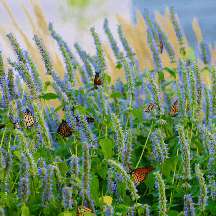 Anise Hyssop Plant Sets Plants - Garden for Wildlife