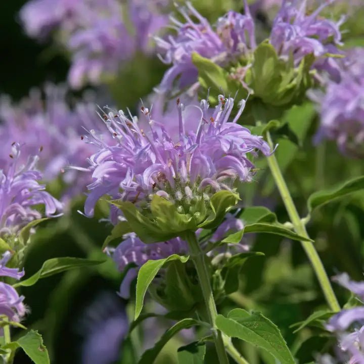 Bee Balm Plant Sets Plants - Garden for Wildlife