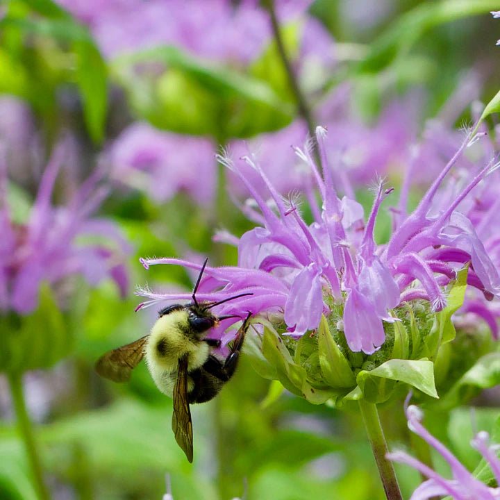 Bee Balm Plant Sets (II) Plants - Garden for Wildlife