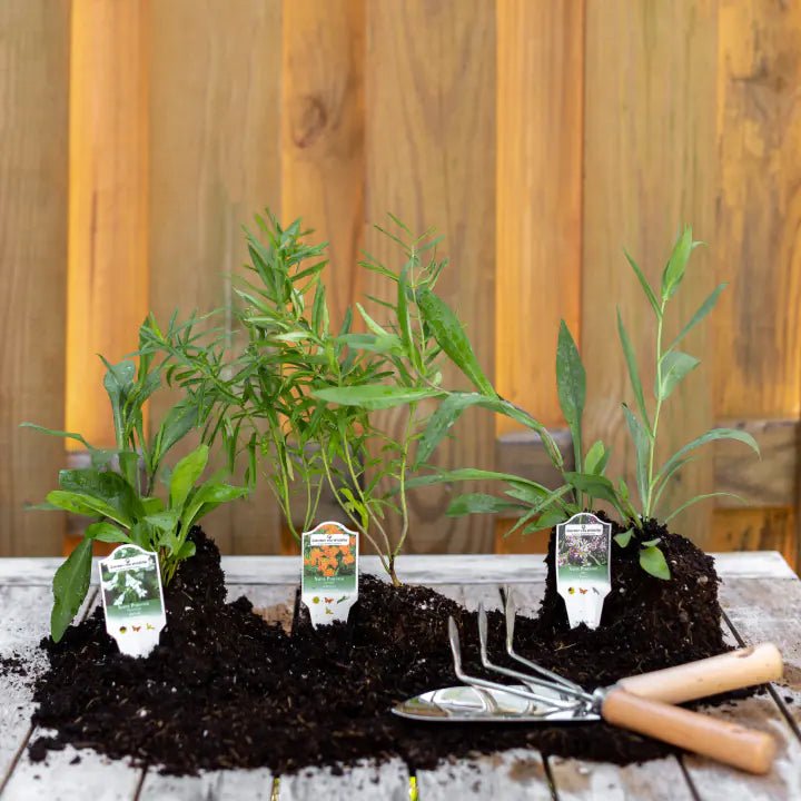 Bigleaf Aster Plant Sets Plants - Garden for Wildlife