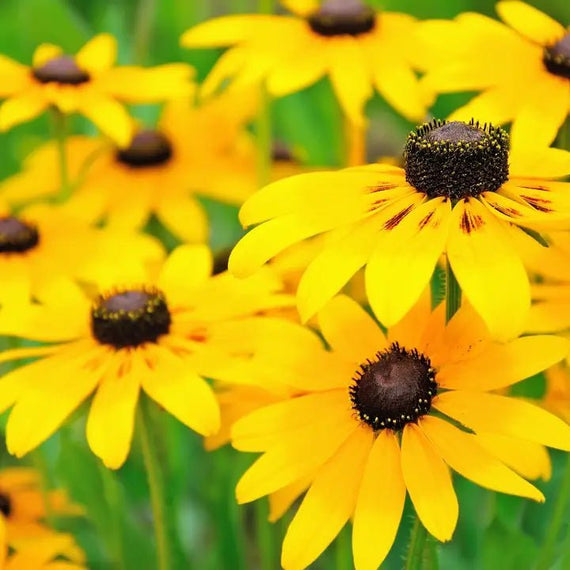 black eyed susan indoor plant Black Eyed Susan Plant Sets