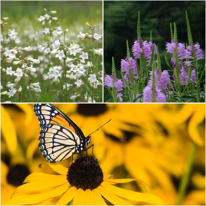 Blissful Bees Plants - Garden for Wildlife