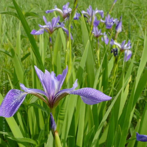 Blue Flag Iris Plant Sets Plants - Garden for Wildlife