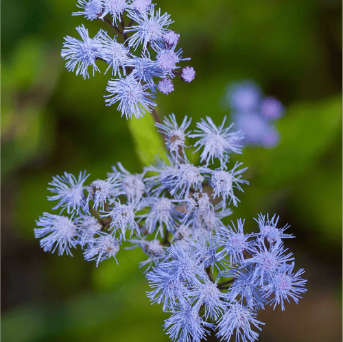 Blue Mistflower Plant Sets Plants - Garden for Wildlife