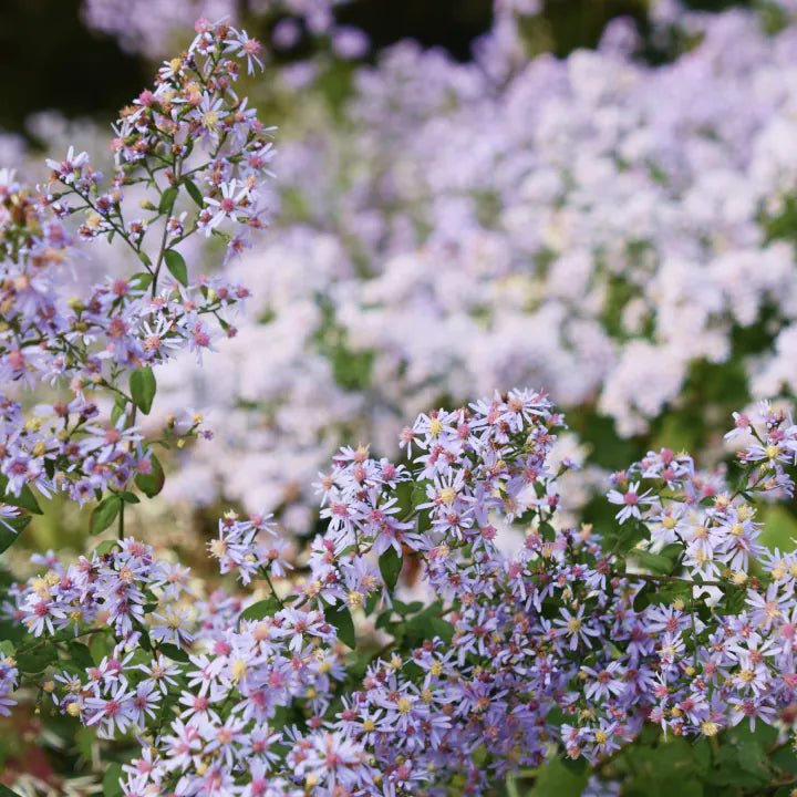 Blue Wood Aster Plant Sets