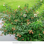 Buttonbush Shrub Plants - Garden for Wildlife