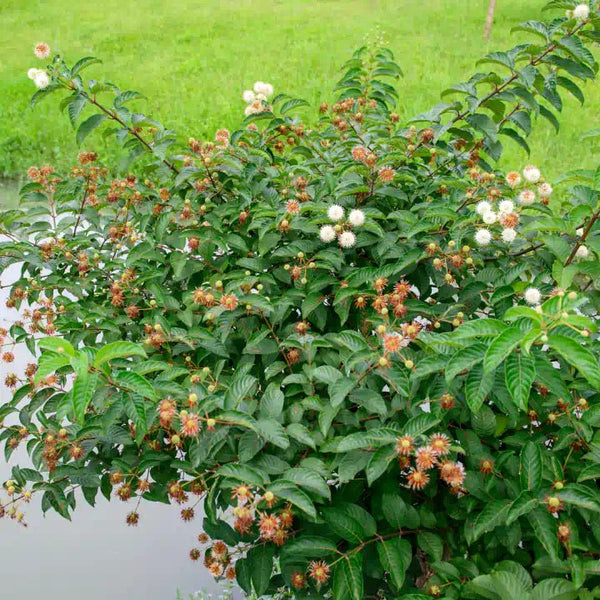 Buttonbush Shrub