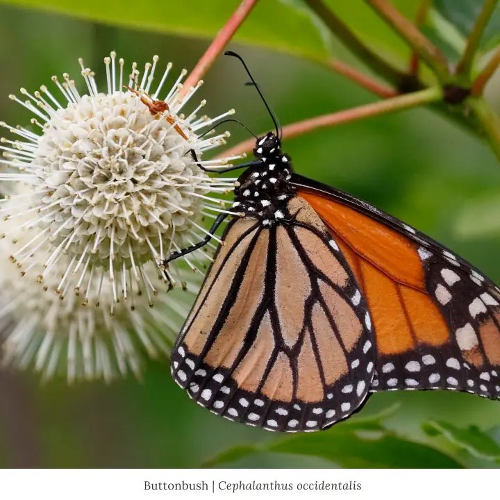 Buttonbush Shrub Plants - Garden for Wildlife
