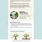 Buttonbush Shrub Plants - Garden for Wildlife