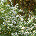 Calico Aster Plant Sets Plants - Garden for Wildlife