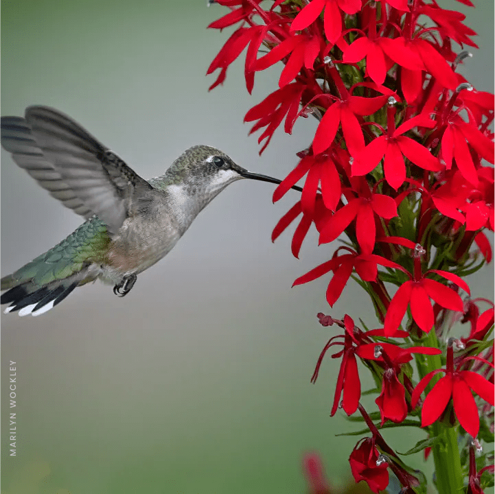 Cardinal Flower Plant Sets