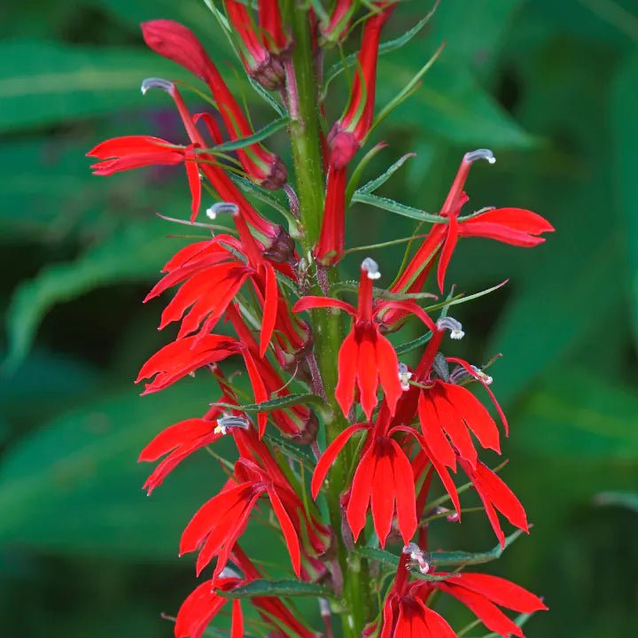 Cardinal Flower Plant Sets (II) Plants - Garden for Wildlife