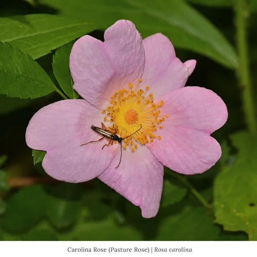 Carolina Rose Shrub Part Shade - Garden for Wildlife