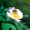 Carolina Rose Shrub Plants - Garden for Wildlife