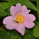 Carolina Rose Shrub Plants - Garden for Wildlife
