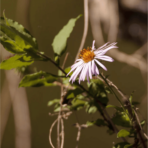 Climbing Aster Plant Sets Plants - Garden for Wildlife