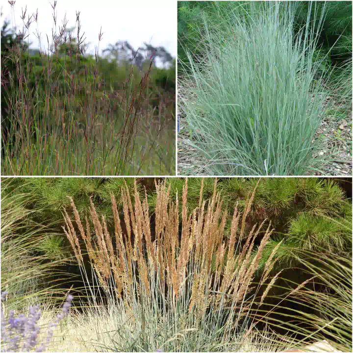 Cold Desert Native Grasses Plants - Garden for Wildlife
