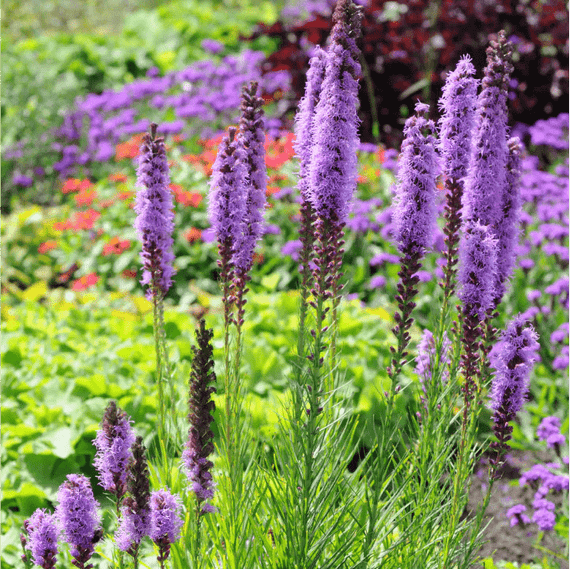 Dense Blazing Star Plant Sets