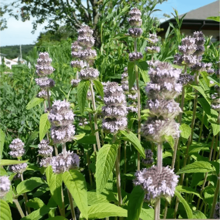 downy lavender plant Downy Woodmint Plant Sets