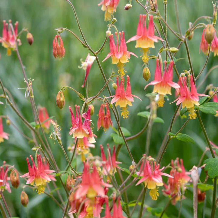 Eastern Columbine Plant Sets Plants - Garden for Wildlife