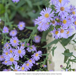 Firefly Delight 12-Plant Collection - Ships Late July Plants - Garden for Wildlife