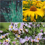 Firefly Delight Plants - Garden for Wildlife