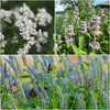 Fragrant Power Flowers 6-Plant Collection- Ships Late July Plants - Garden for Wildlife