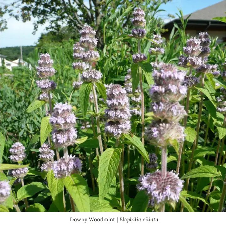Fragrant Power Flowers 6-Plant Collection- Ships Late July Plants - Garden for Wildlife